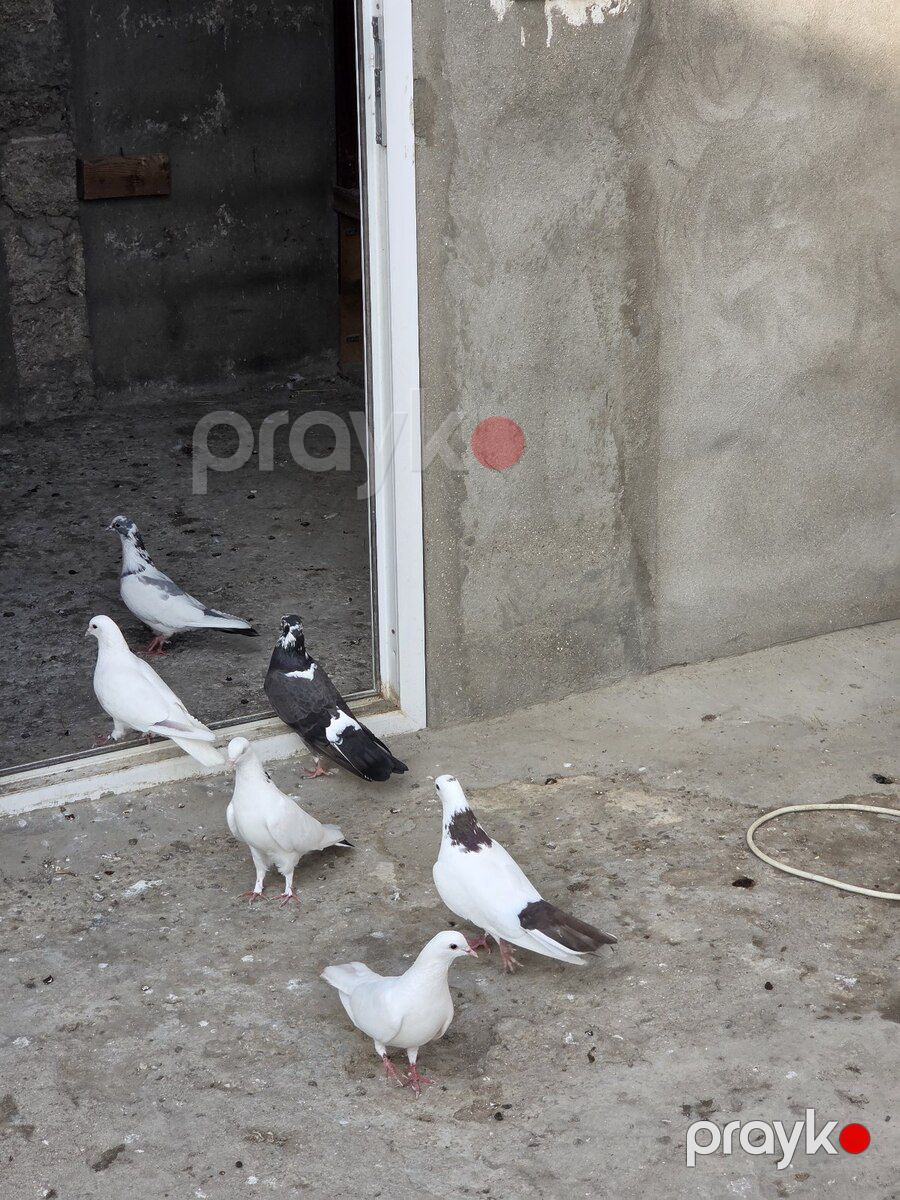 Göyərçin — Quşlar, Bakı (3)