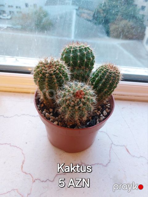 Kaktus — Bakı