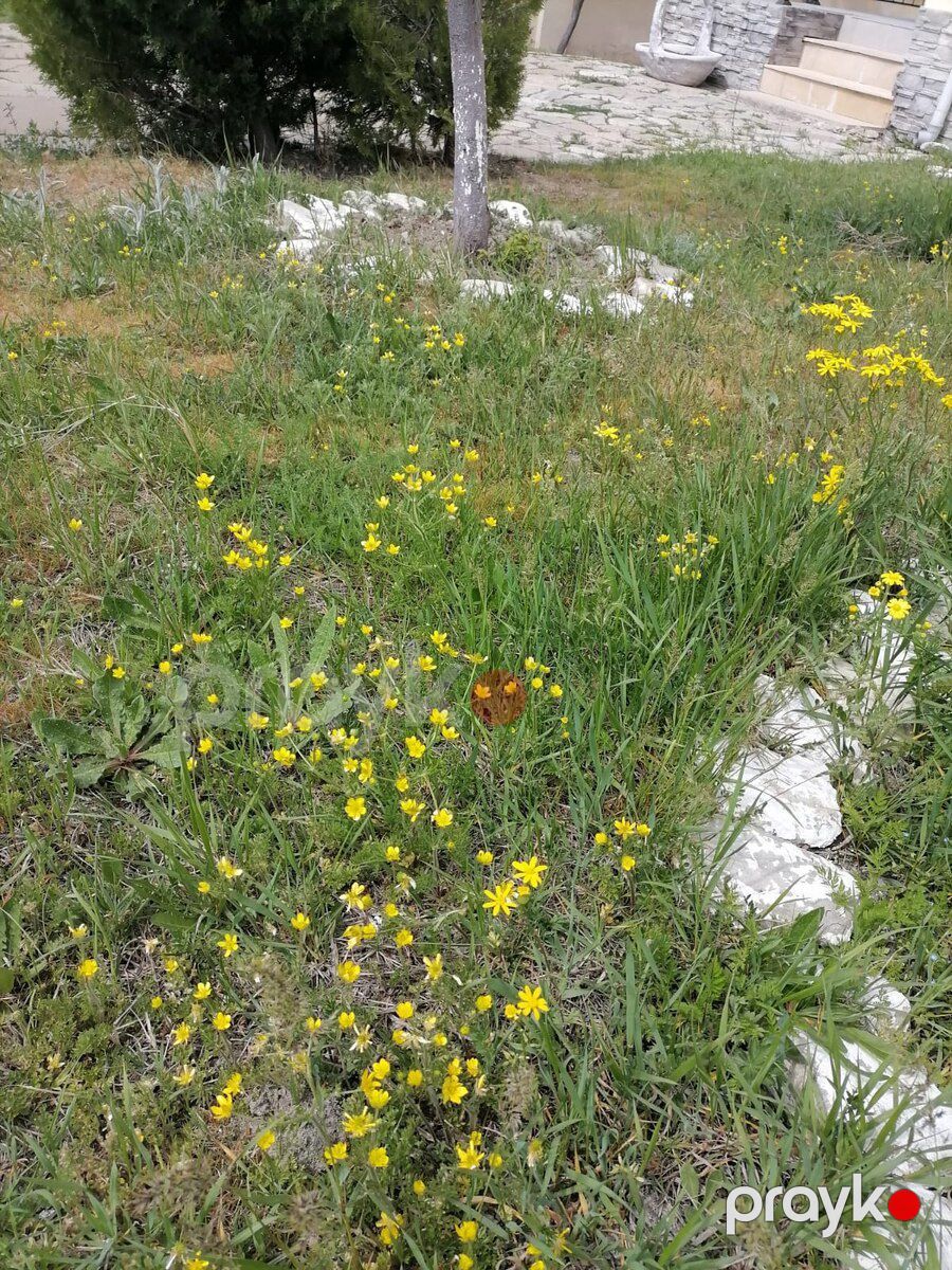 Həyət evi, Xızı r — Ev, villa, Xızı (8)