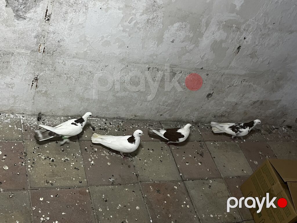 3 qırmızı boynu güllü 1təmiz qirmizi çəp qiymət 4ü 50m — Göyərçin, Digah (2)