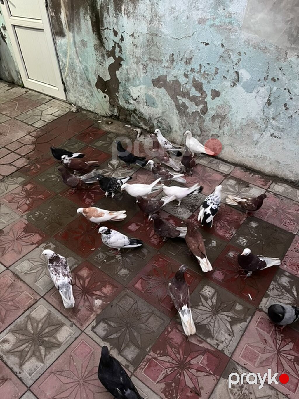 Son. Qiymət — Göyərçin, Digah (2)