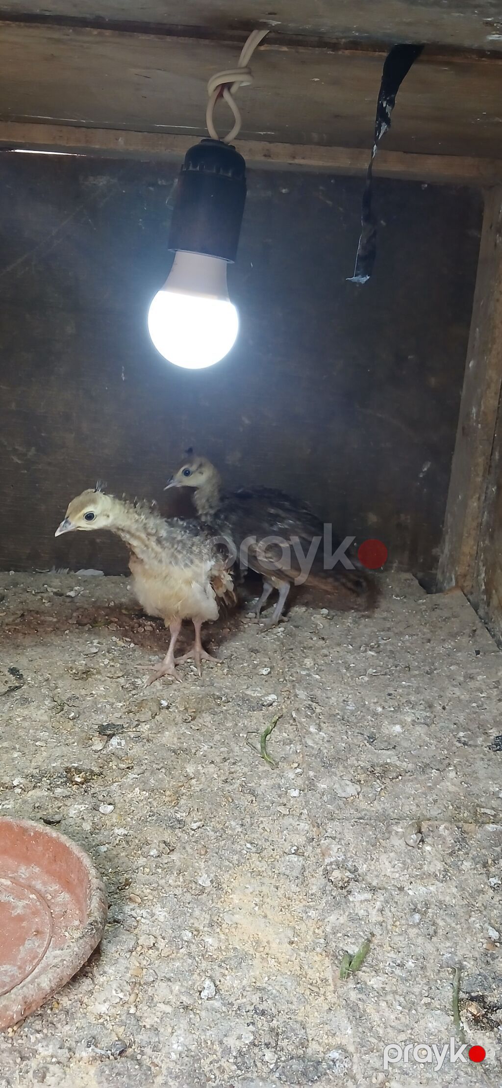 Məhsul: Tovuz quşu cücələri (2 ədəd) Təsvir: - Şəkillərdə görünən iki — Digərləri, Bakı (2)