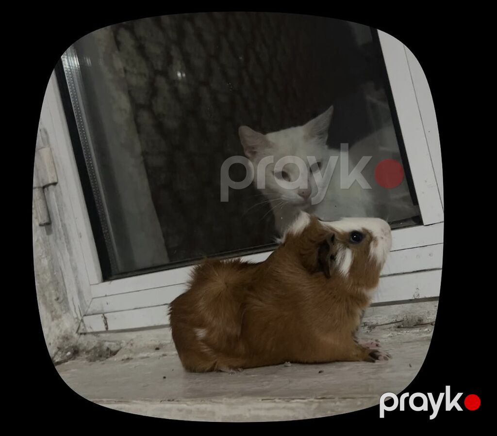 Ginepig +yuvasş + su qabısı ile birlikde sadece 60 manat Məhsul — Digər, Bakı (5)