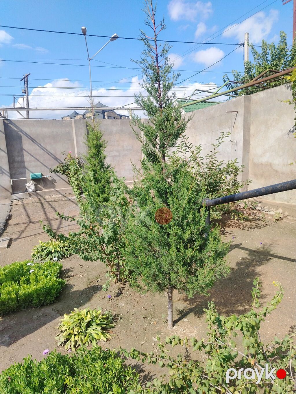Cupressaceae ailəsinə aid iynəyarpaqlı ağac, ardıc — Ağaclar və fidan, Bakı (3)