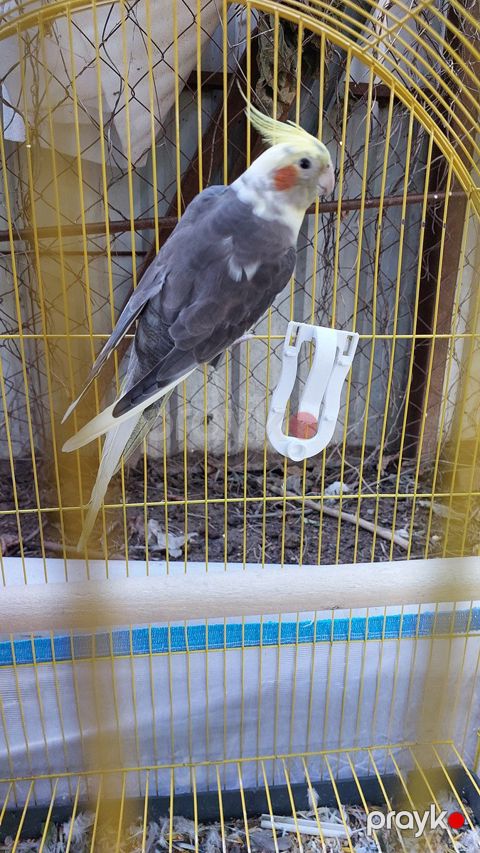 Sultan tutuquşu — Bakı