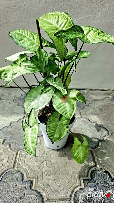 Otaq bitkiləri dəsti – ağ saksılarda - Syngonium (ok yarpaqlı — Bakı