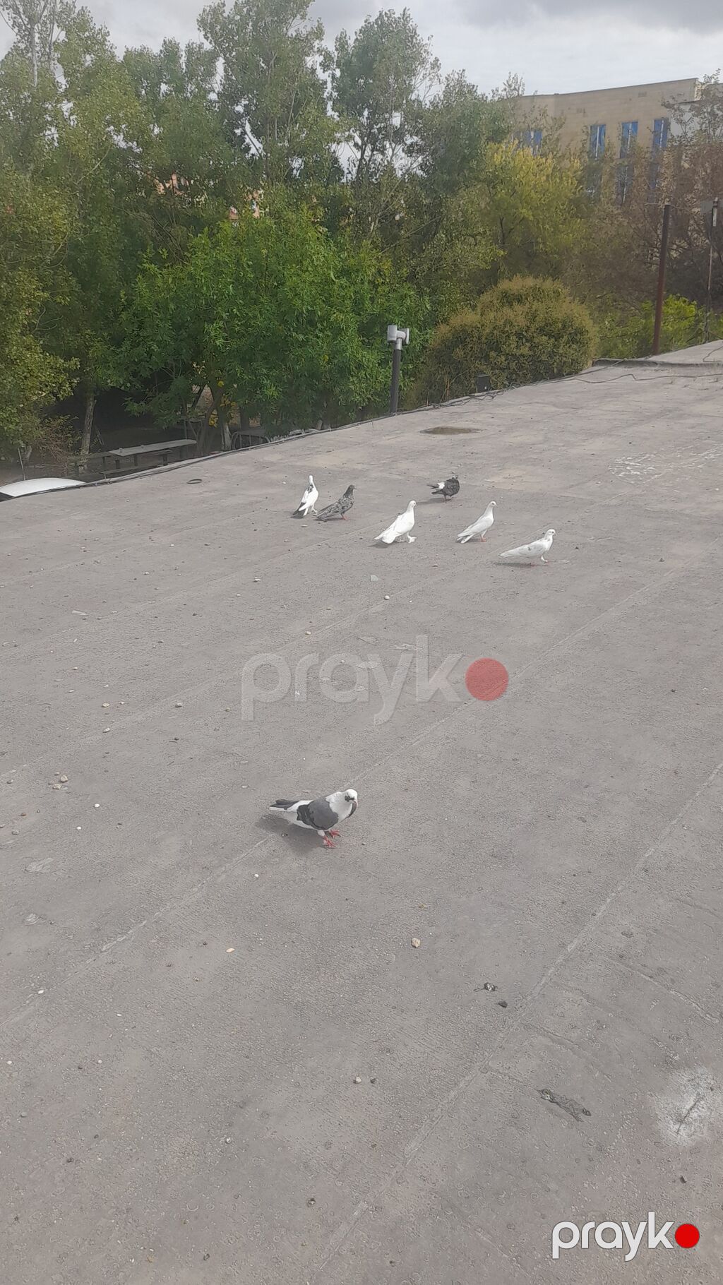 Tutulma quslardi ciddi insanlar narahat etsin.tek tek — Göyərçin, Bakı (2)