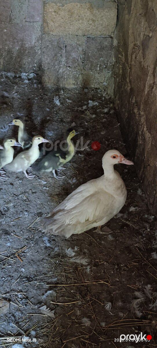 Ördək və balaları — Quşlar, Göygöl (5)
