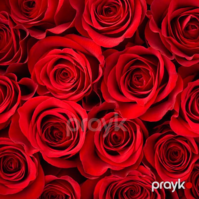 101 Qızılgül - code:5042 — Bitkilər, Bakı (2)