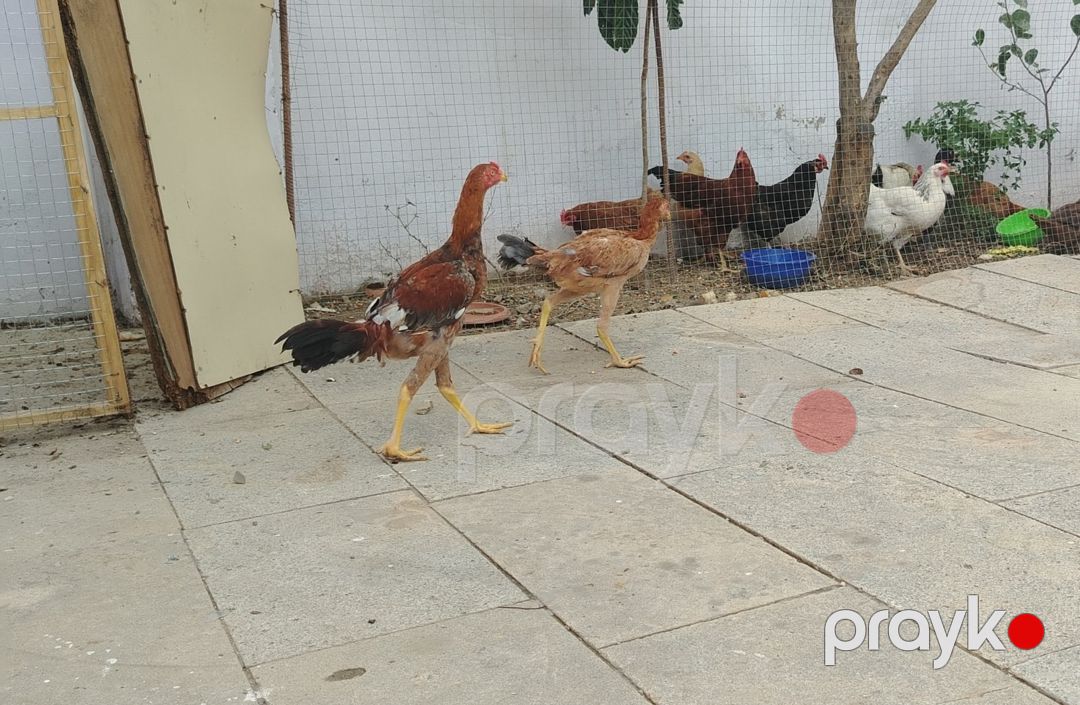 Heyratı xoruzu — Quşlar, Bakı (4)