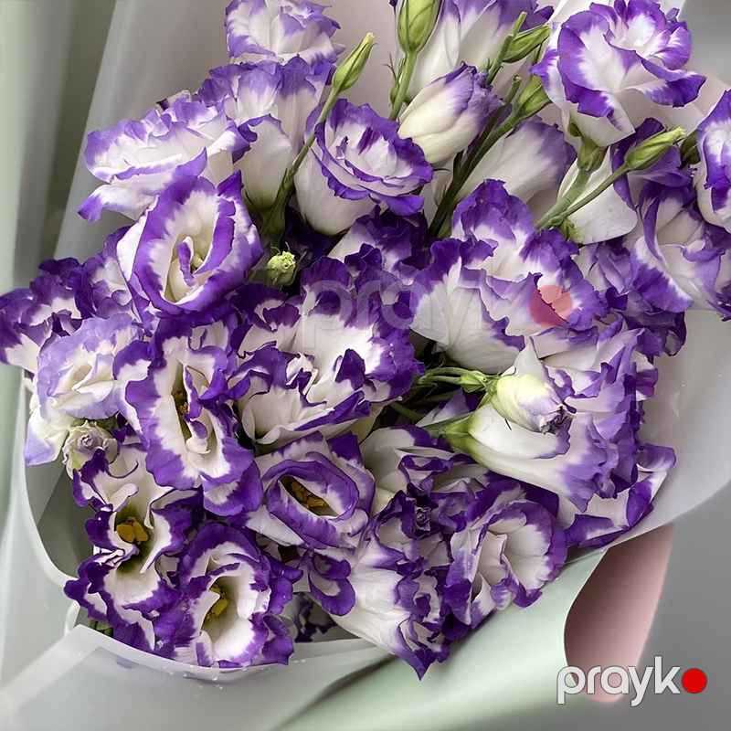 Eustoma - code:2017 — Bitkilər, Bakı (3)