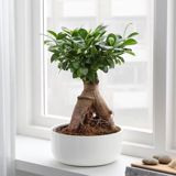 Fikus Bonsai ağacı — Ag Cic?yim
