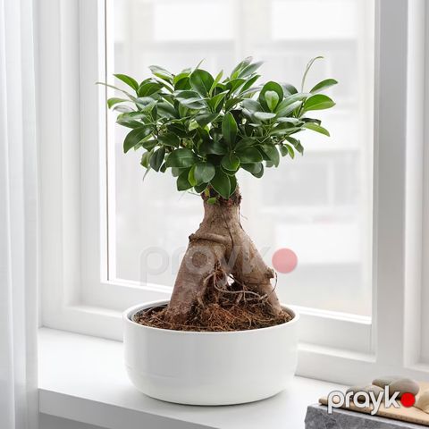 Fikus Bonsai ağacı — Bakı