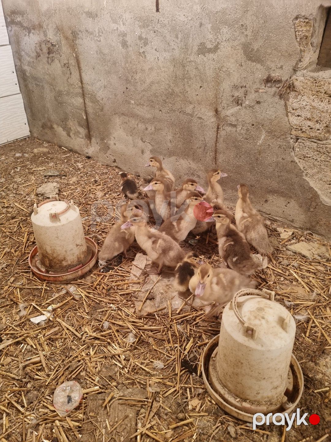 Lal ördək balaları — Quşlar, Bakı (3)