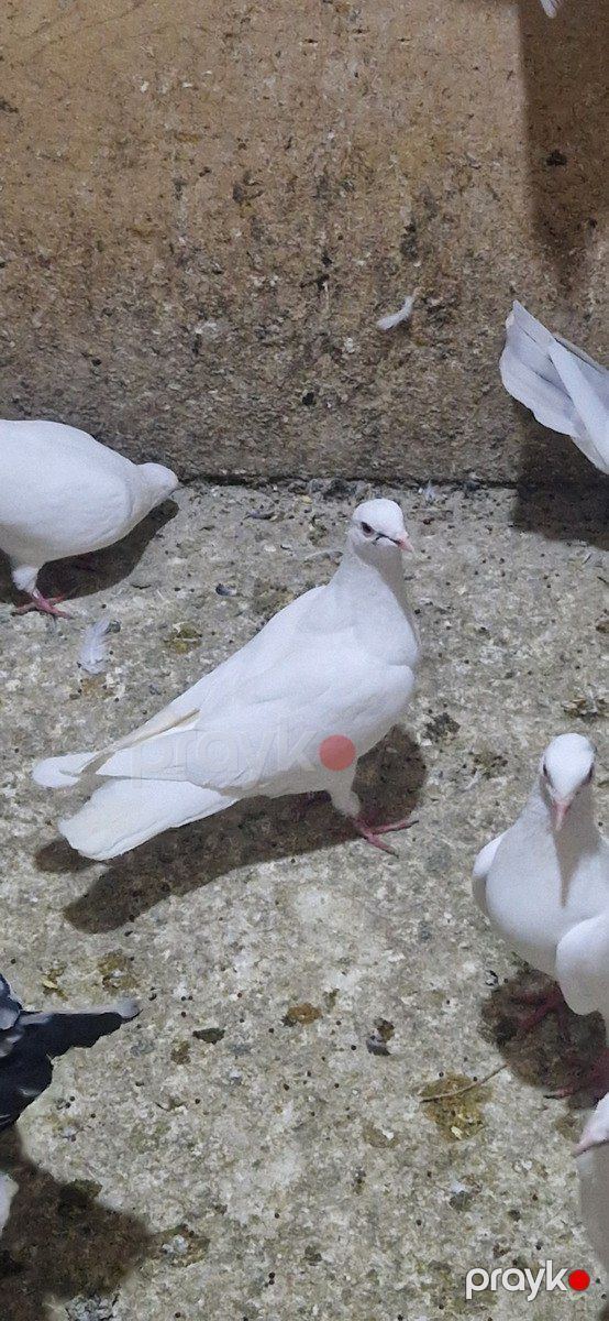 Göyərçinlər — Quşlar, Xırdalan (2)
