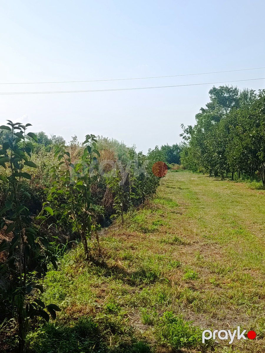 Satılır torpaq 181 sot — Torpaq, Göyçay (3)