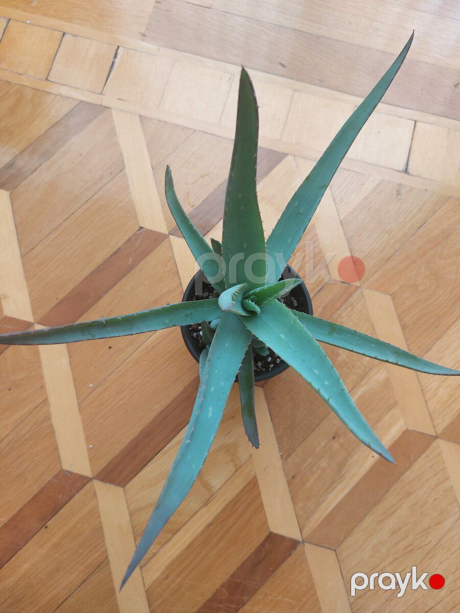 Aloe Vera — Bitkilər, Bakı (4)