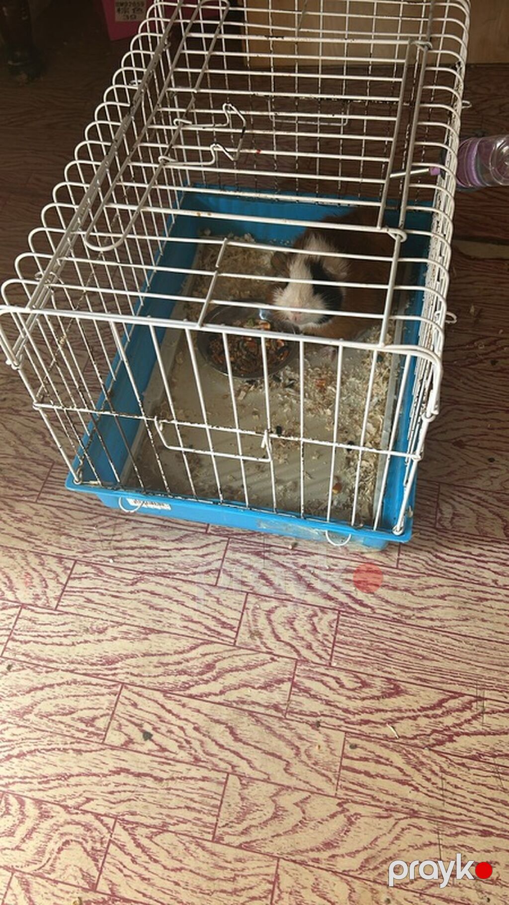 Ginepig +yuvasş + su qabısı ile birlikde sadece 60 manat Məhsul — Digər, Bakı (3)