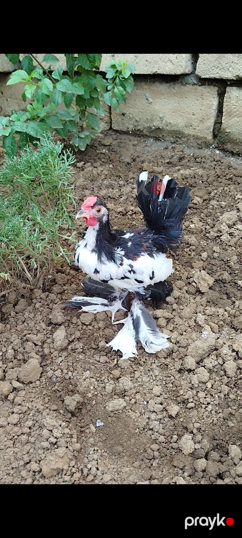 Çil yaponka beçə satılır 3 ayı olub banlıyır qiymət 25 manat ünvan — Digərləri, Lənkəran (4)