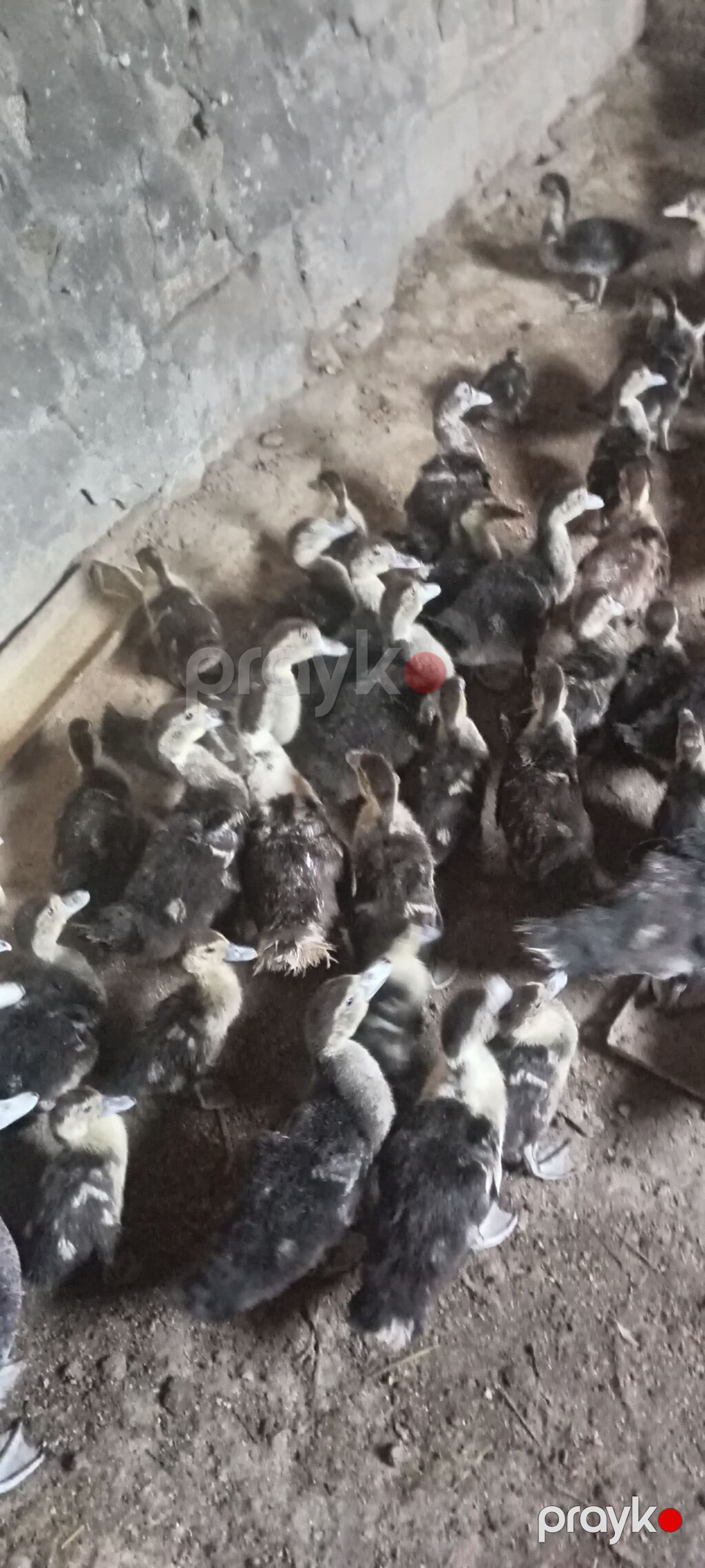 Lal ördək– təsərrüfat üçün ətlik–yumurtalıq quşlar - Cins: Lal ördək — Digərləri, Bakı (9)