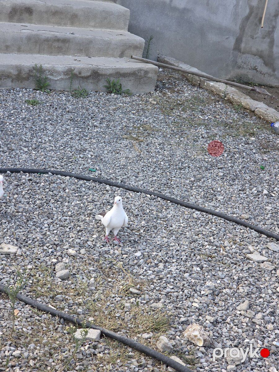 Göyərçin — Quşlar, Bakı (6)