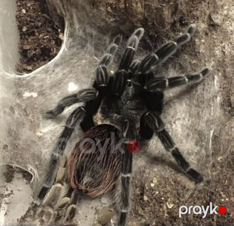 Nadir egzotik ev heyvanı – böyük ölçülü tarantula (teraryum üçün) — Bakı