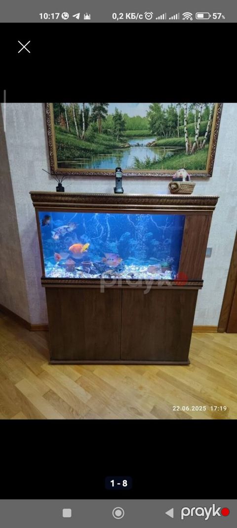 Akvarium və balıqlar — Bakı