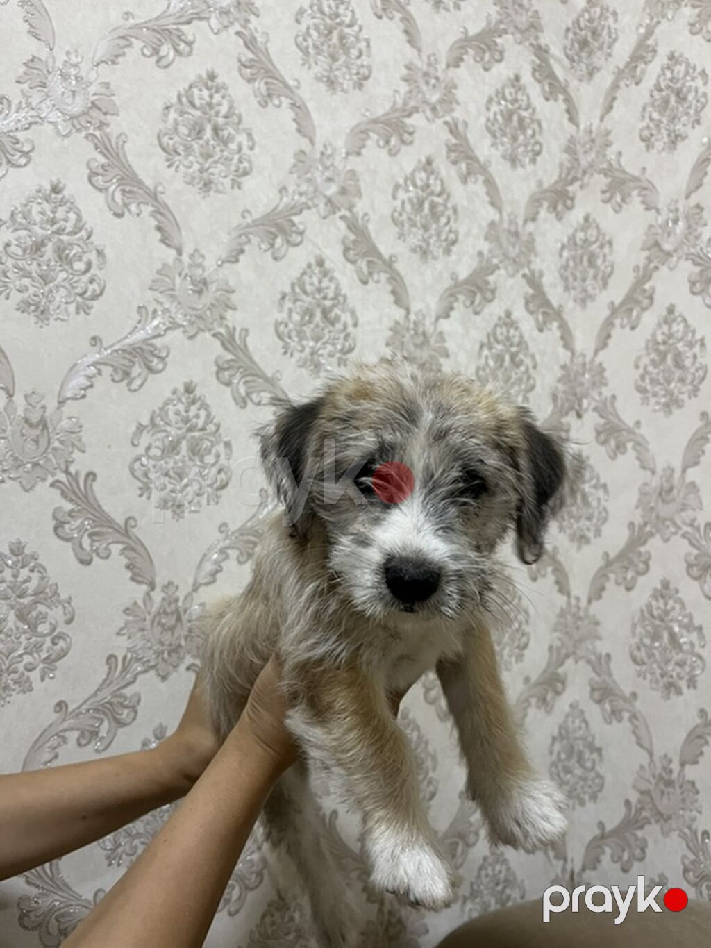 Bolonka, 3 ay, Dişi, Ödənişli çatdırılma — Köpəklər, Digah (8)