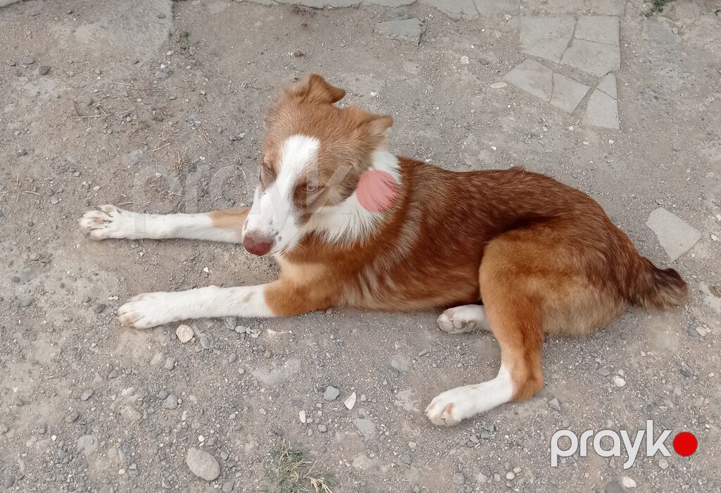 Heyet gorumaga dishi huren 4 aylig kucuy — Köpəklər, Digah (2)