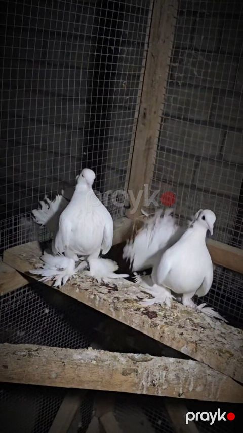 Göyərçinlər — Cəlilabad
