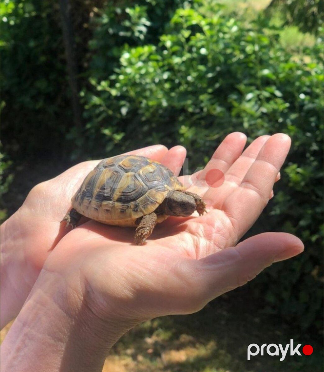 Su və quru tısbağaları terrariumlar — Digər heyvanlar, Sumqayıt (5)