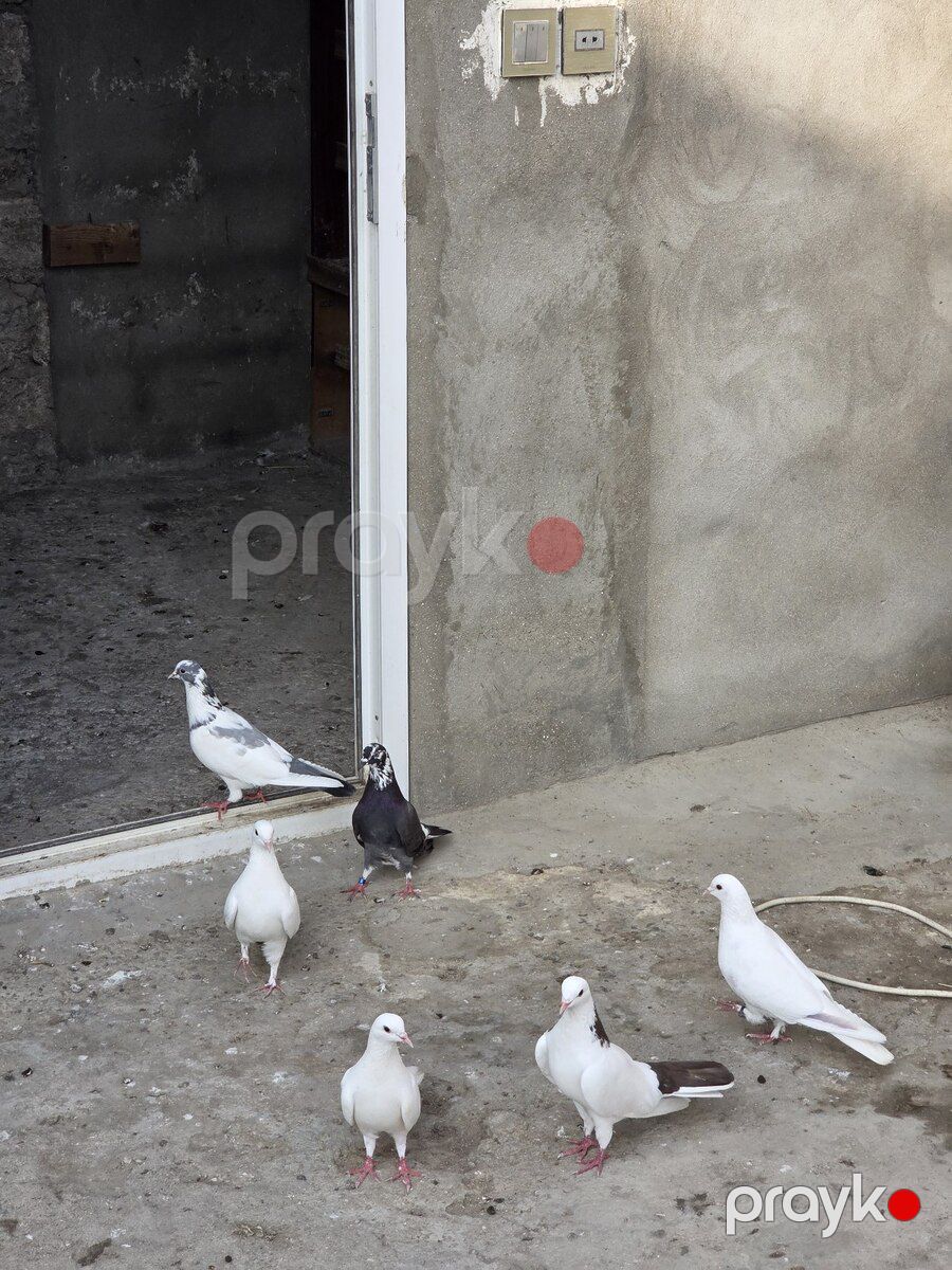 Göyərçin — Quşlar, Bakı (4)