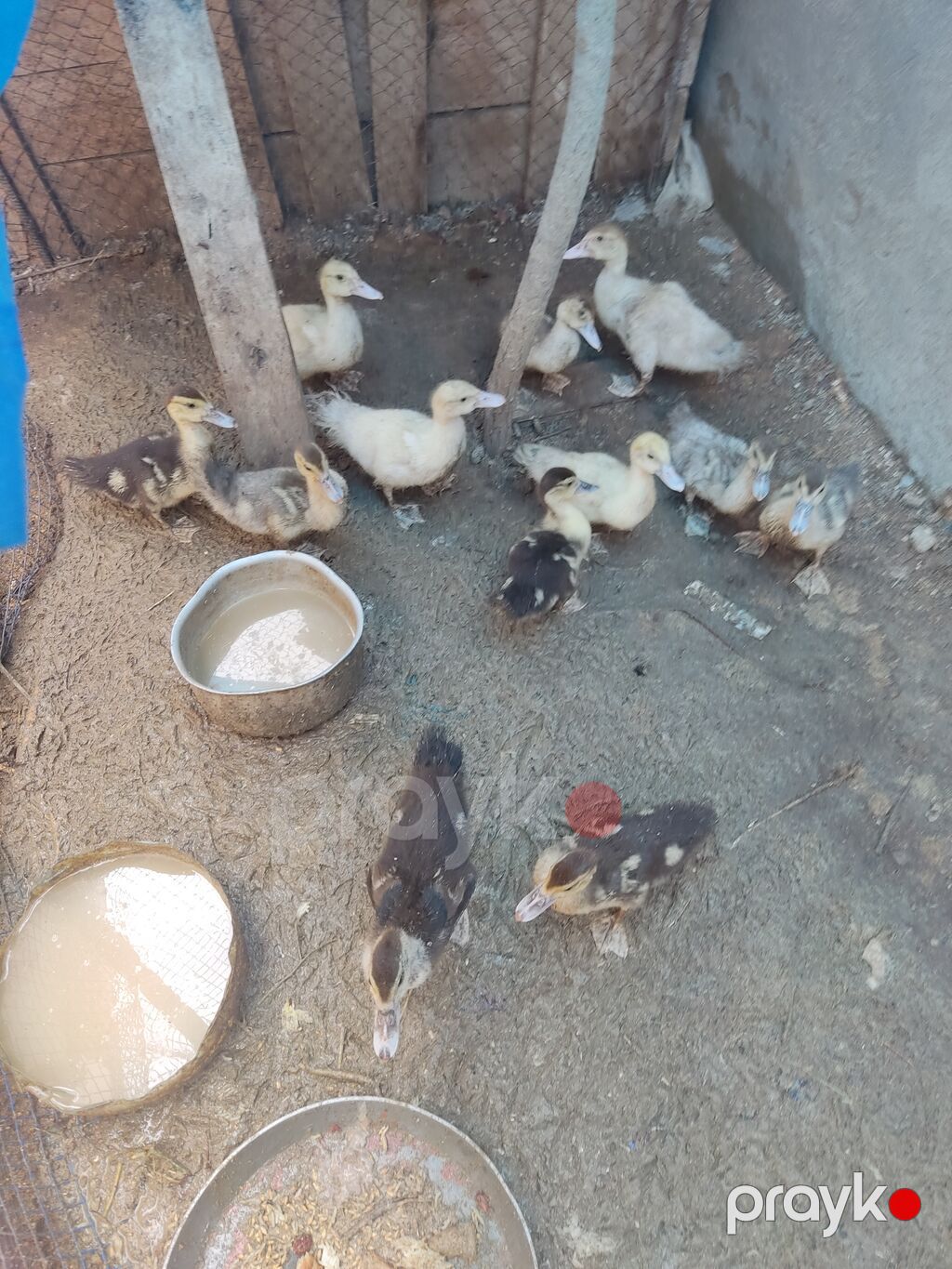 1 ay yarımlıq ördək balaları 10 ədəd var — Digərləri, Saray (3)