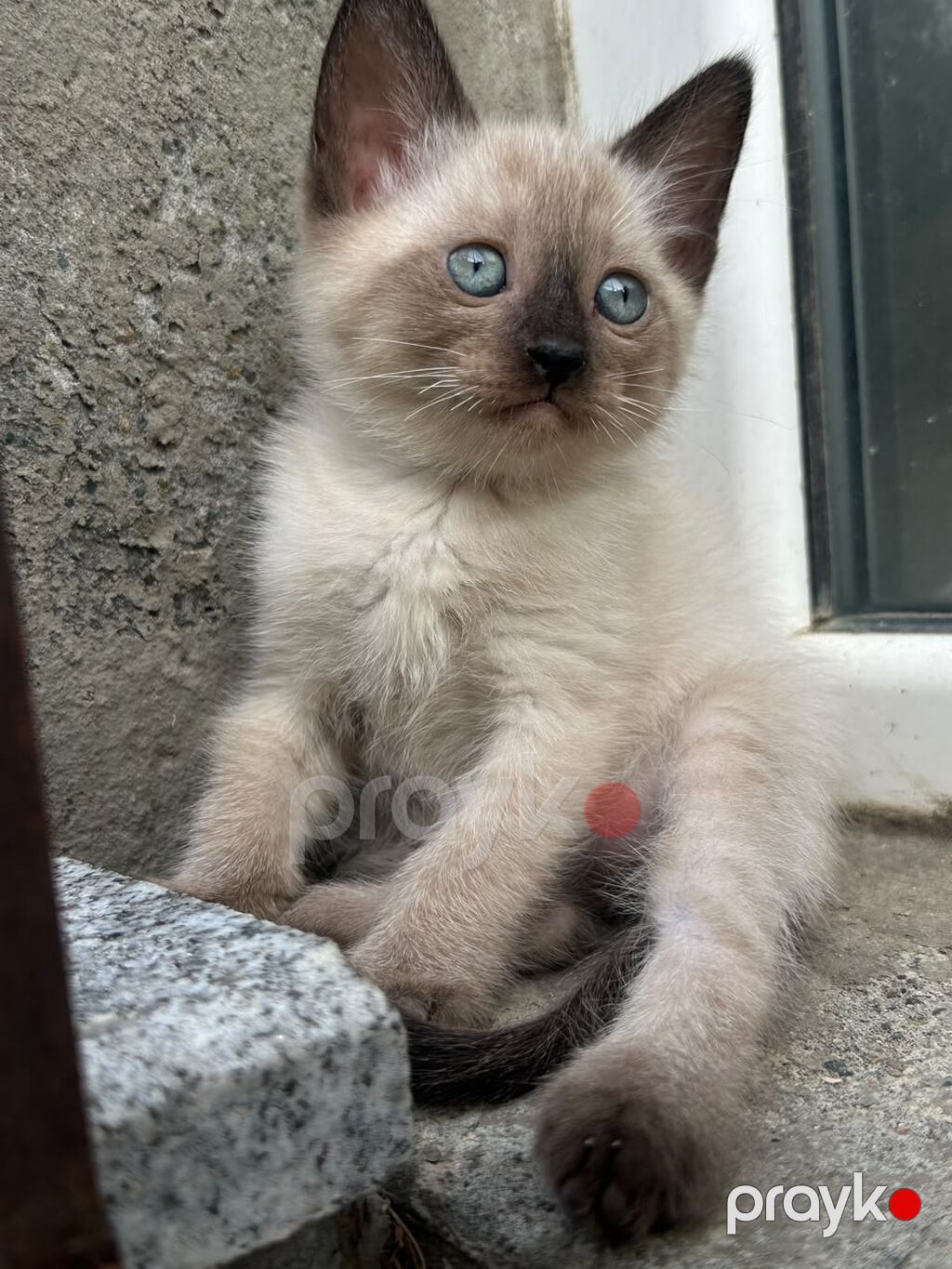 Siam — Pişiklər, Bakı (2)