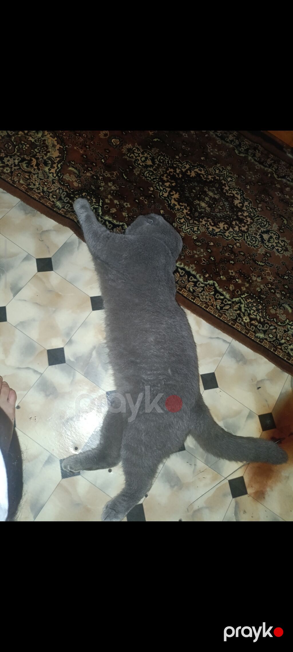 Britan — Pişiklər, Bakı (3)