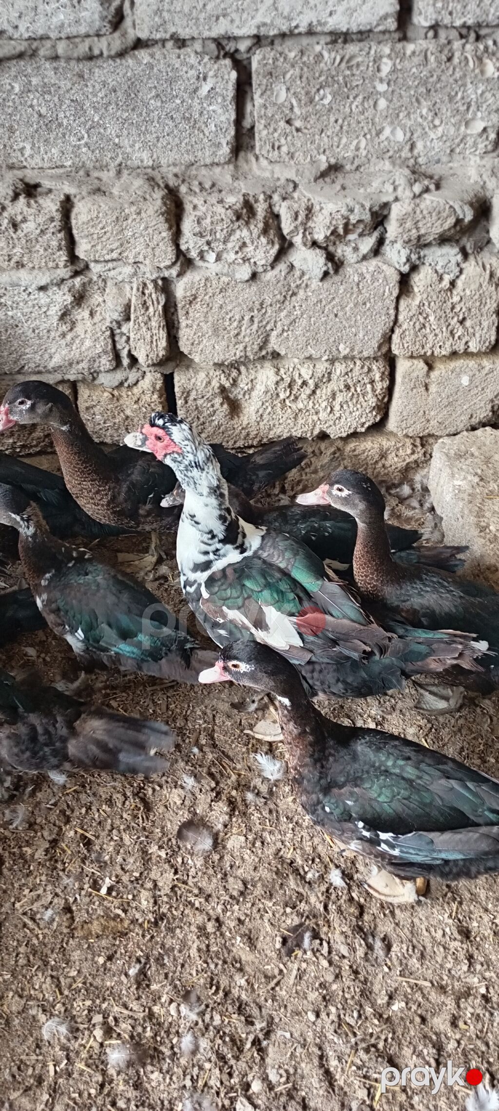 Lal ördək– təsərrüfat üçün ətlik–yumurtalıq quşlar - Cins: Lal ördək — Digərləri, Bakı (6)