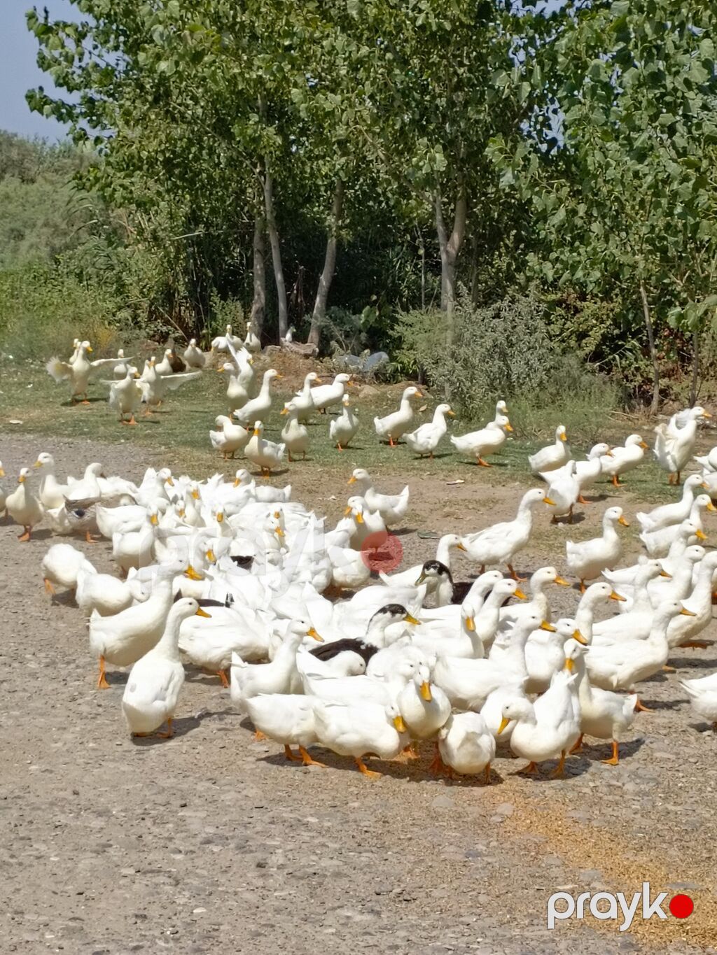 Məhsul: Ağ qaz sürüsü və qaz əti - Cins: Ağ yerli qaz (şəkillərdə — Digərləri, Sabirabad (2)