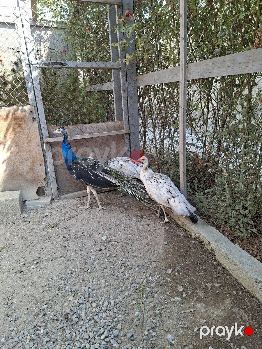 Tovuz quşu — Quşlar, Bakı (10)