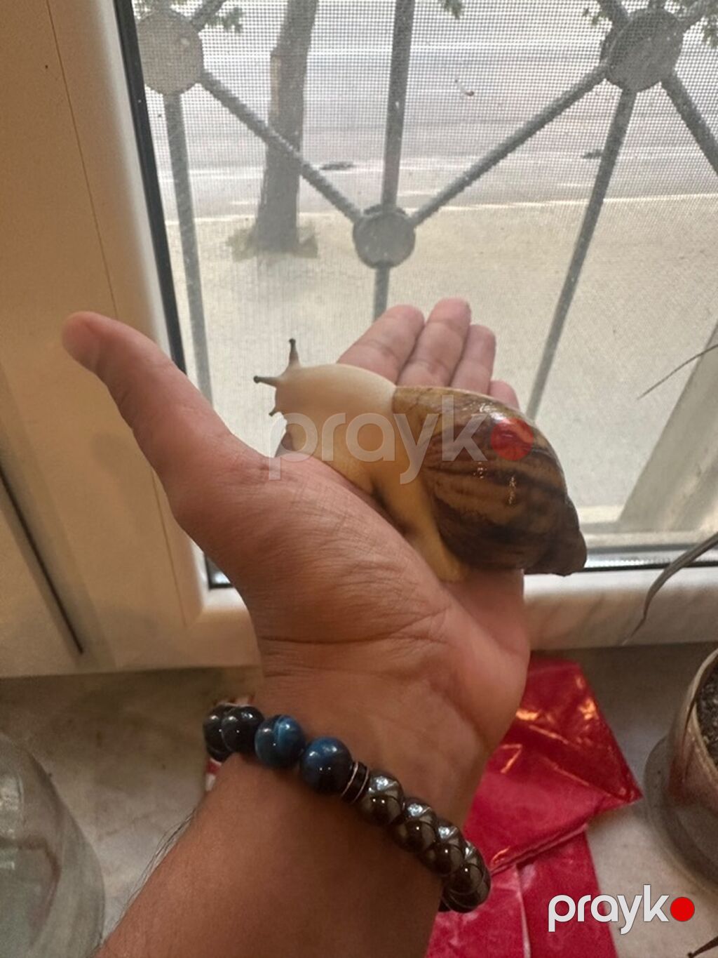 Archachatina marginata ovum Baxım və tələblər: - Terrarium/aquarium — Digər heyvanlar, Bakı (2)