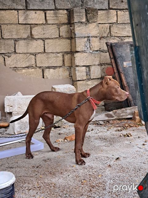 Pitbul — Biləsuvar