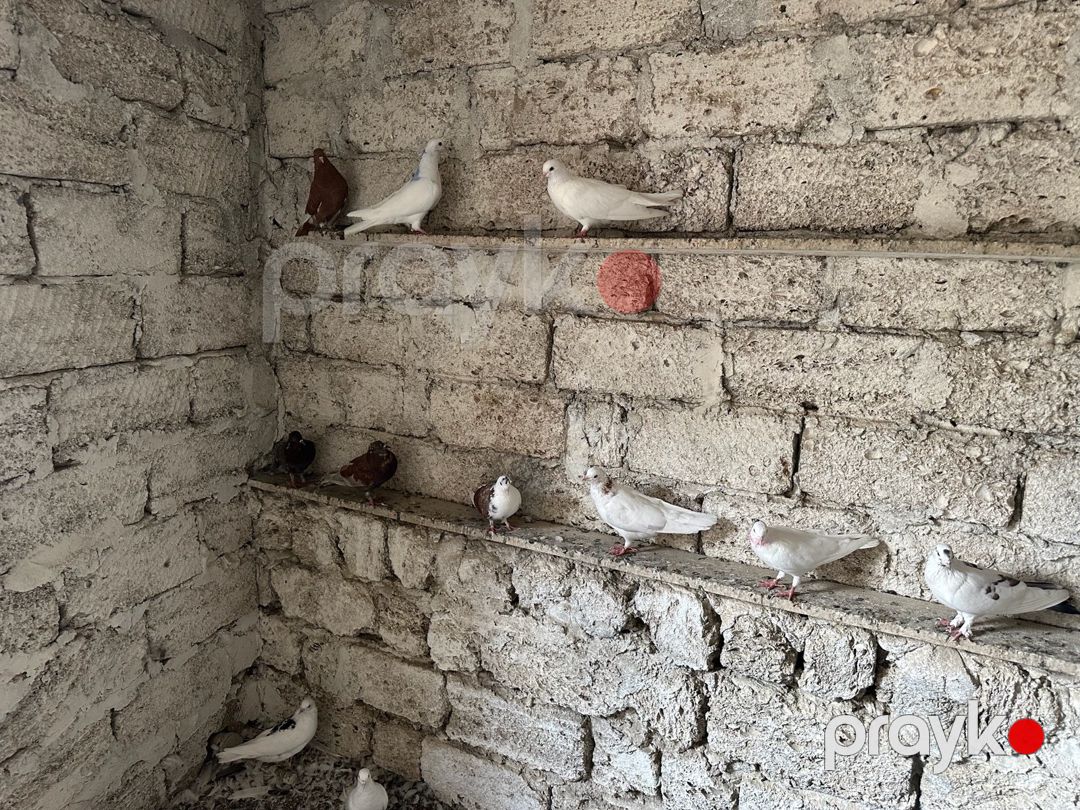 Göyərçinlər — Quşlar, Bakı (4)