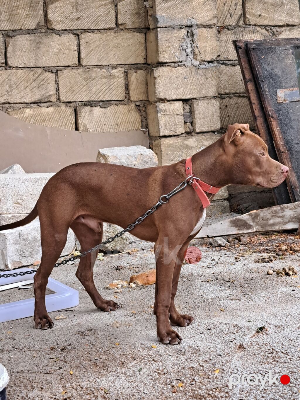 Pitbul — Köpəklər, Biləsuvar (2)