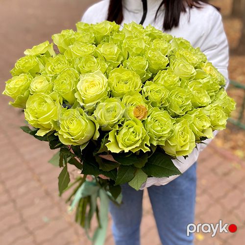 51 qızılgül yaşıl - kod 5555 — Bitkilər, Bakı (2)