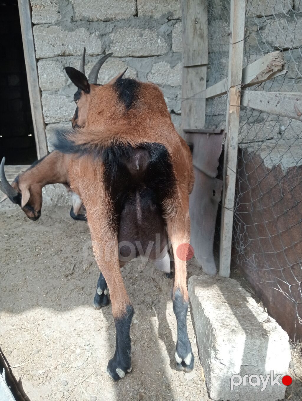 satılır ciddi alıcılar əlaqə saxlasın 1 ci qarındır — Kənd təsərrüfatı heyvanları, Digah (4)