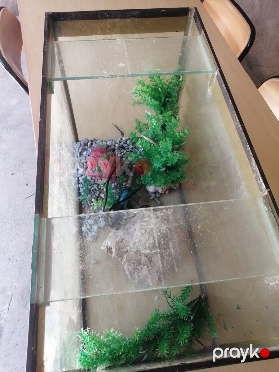 Akvarium — Akvariumlar və balıqlar, Bakı (5)