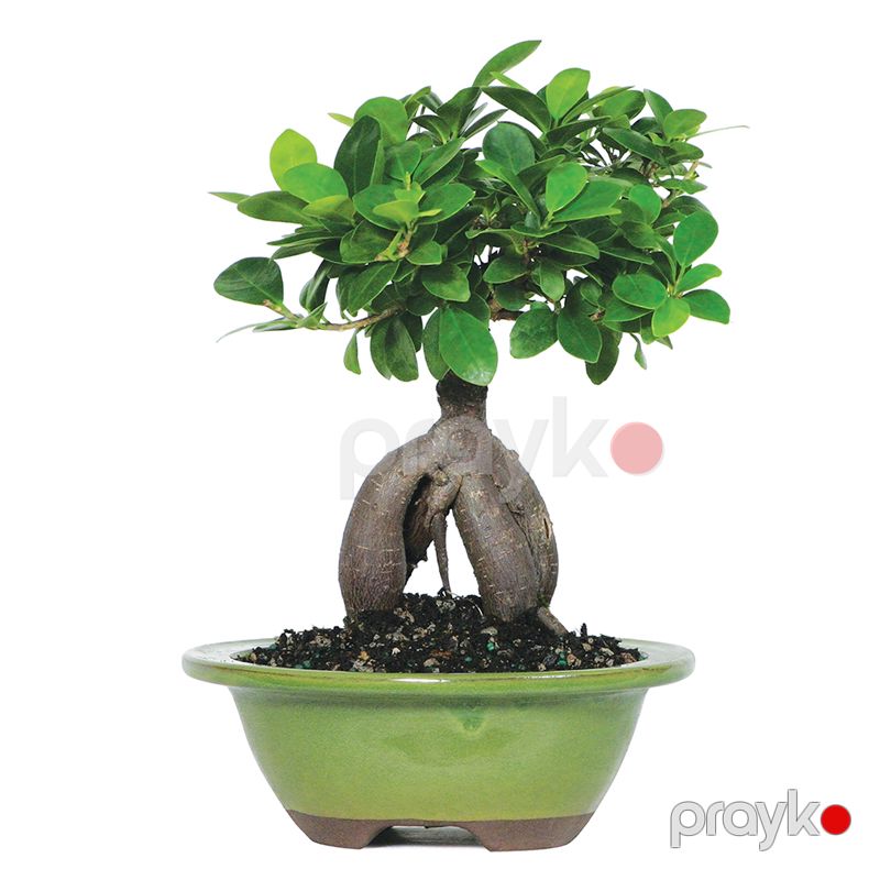 Fikus Bonsai ağacı — Bitkilər, Bakı (3)