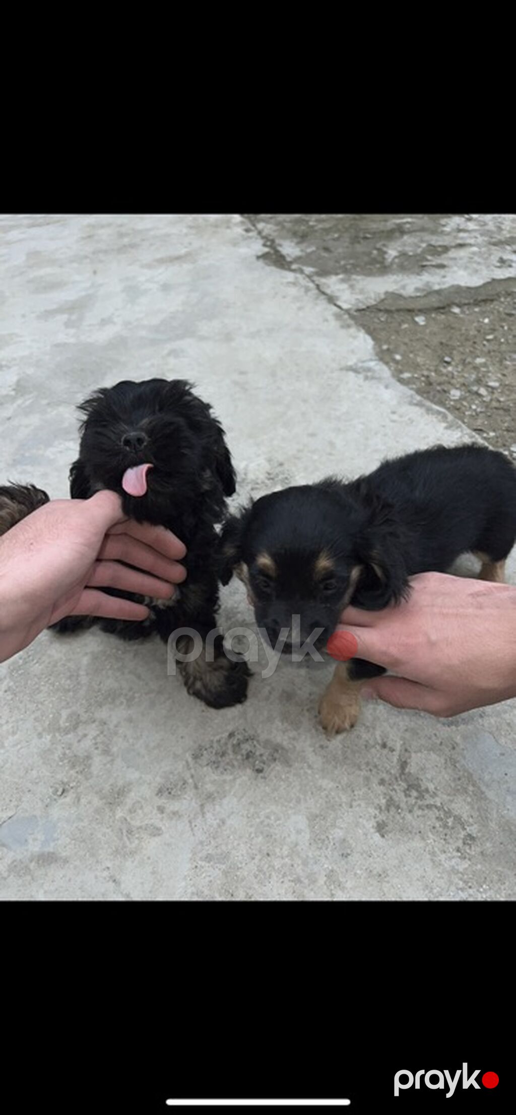 2 ay, Dişi, Ünvandan götürmə — Köpəklər, Saray (5)