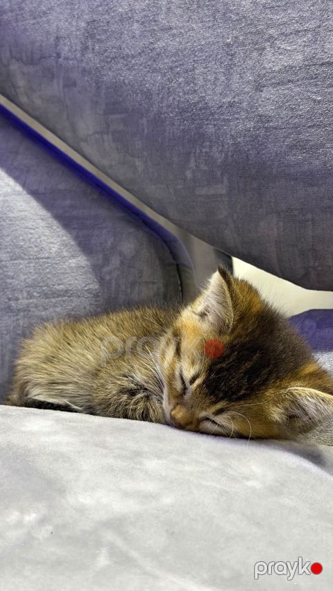 Tabbi — Bakı