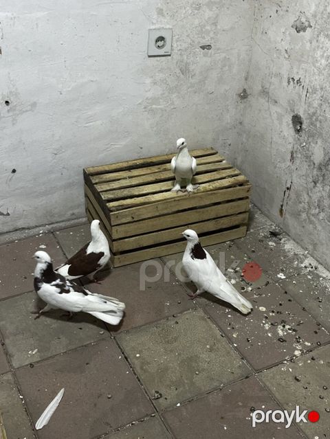 3 qırmızı boynu güllü 1təmiz qirmizi çəp qiymət 4ü 50m — Digah