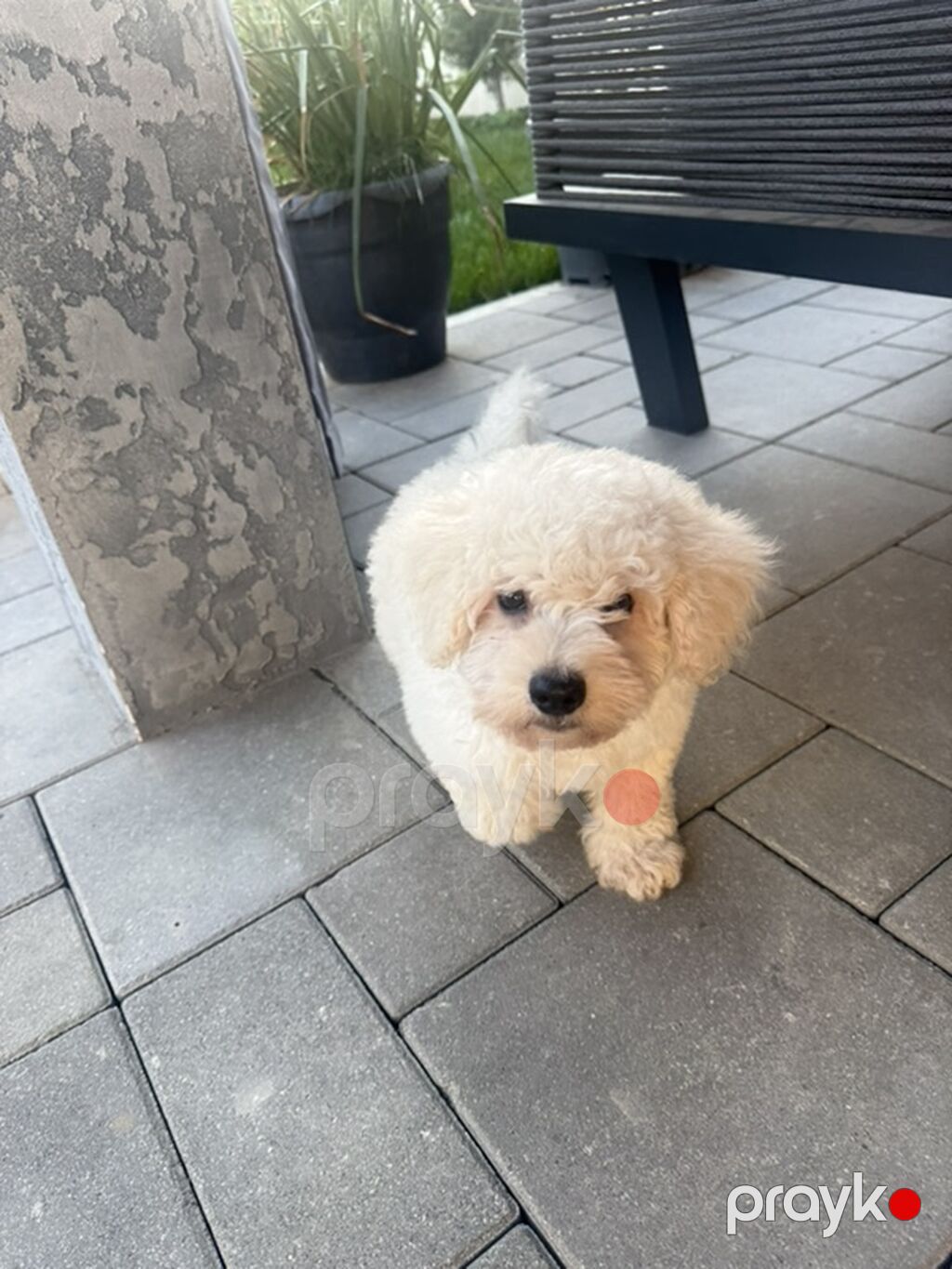 Pudel, 6 ay, Erkək — Köpəklər, Digah (3)